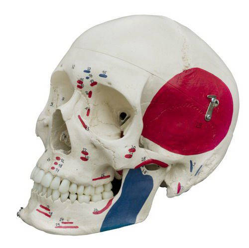 Skull anatomical model / articulated / with muscle marking A221 RÜDIGER - ANATOMIE