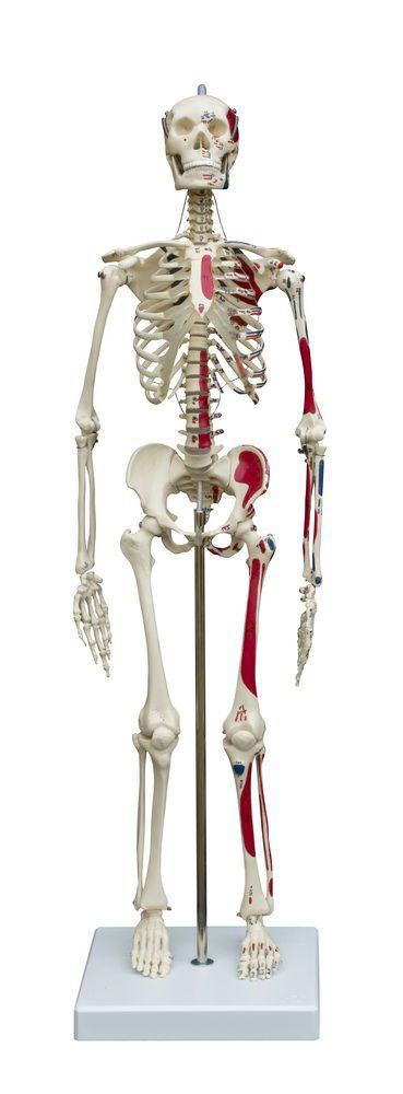Skeleton anatomical model / with muscle marking MI200.1 RÜDIGER - ANATOMIE