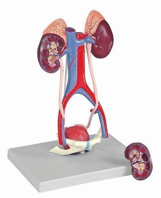 Urinary system anatomical model K132 RÜDIGER - ANATOMIE