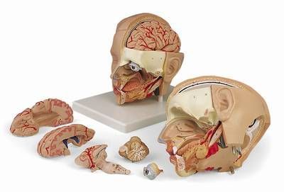 Head anatomical model C09/1 RÜDIGER - ANATOMIE