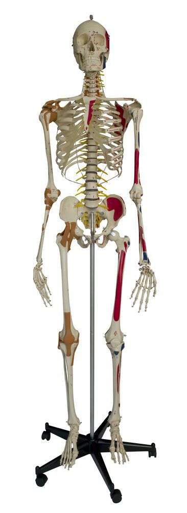 Skeleton anatomical model / with muscle marking / articulated / with flexible spine A206 RÜDIGER - ANATOMIE