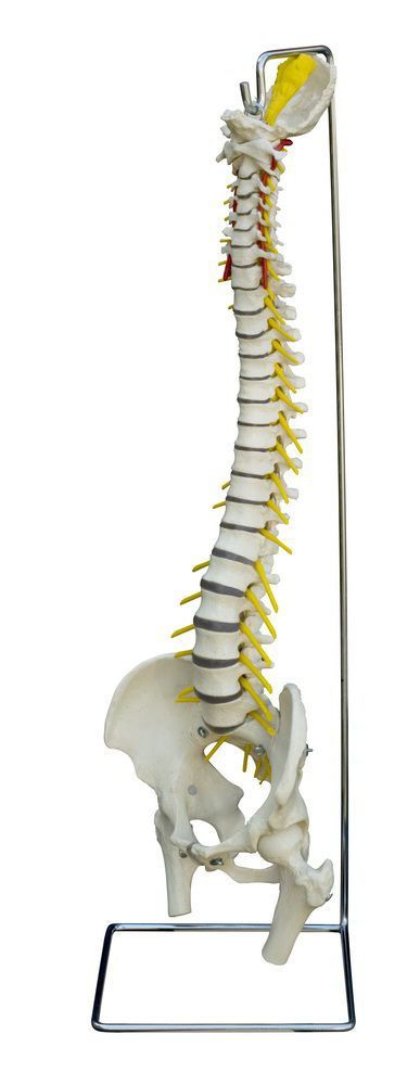 Vetebral column anatomical model / flexible A212 RÜDIGER - ANATOMIE
