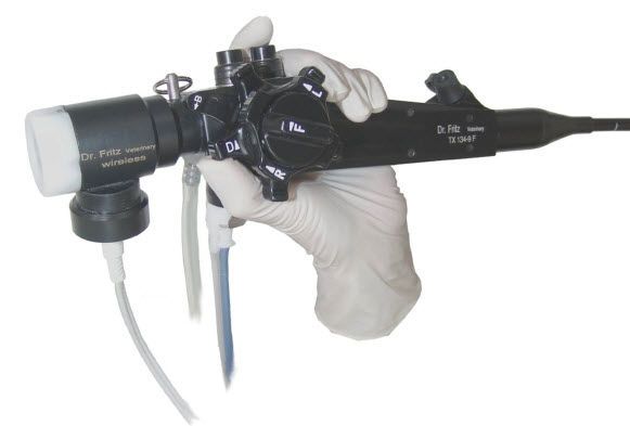 Bronchoscope veterinary video endoscope TX172-10FB Dr. Fritz GmbH