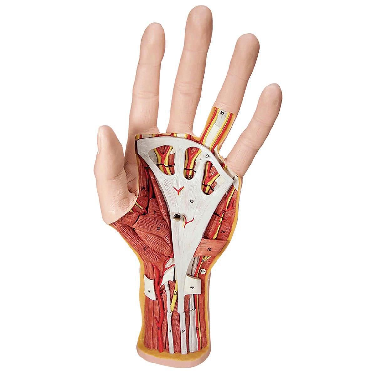 Hand anatomical model M18 3B Scientific