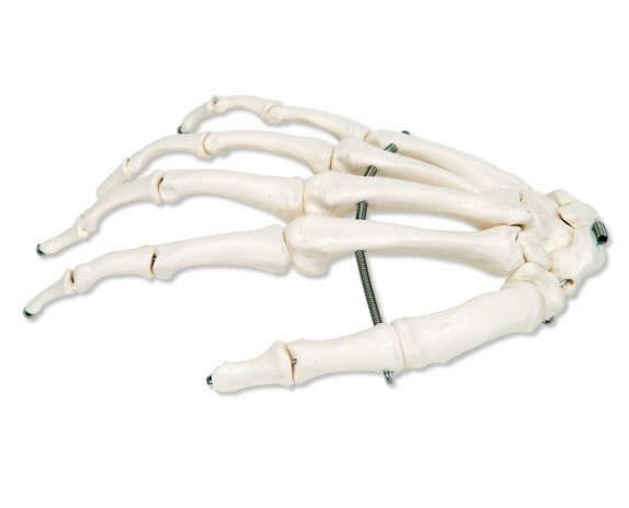 Skeleton anatomical model A40R 3B Scientific