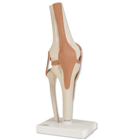 Joints anatomical model / knee A82 3B Scientific