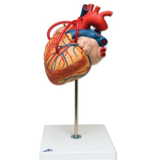 Heart anatomical model / with vascular bypass G06 3B Scientific