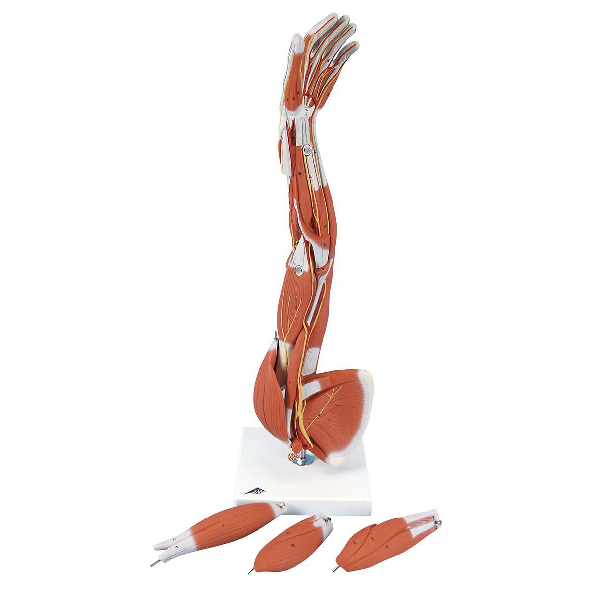 Arm anatomical model M10 3B Scientific