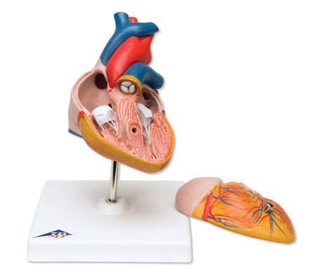 Heart anatomical model G08 3B Scientific