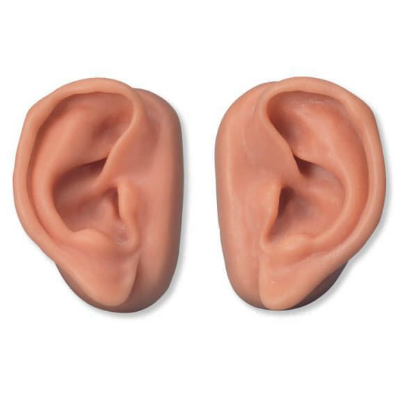 Ear anatomical model / acupuncture N16 3B Scientific