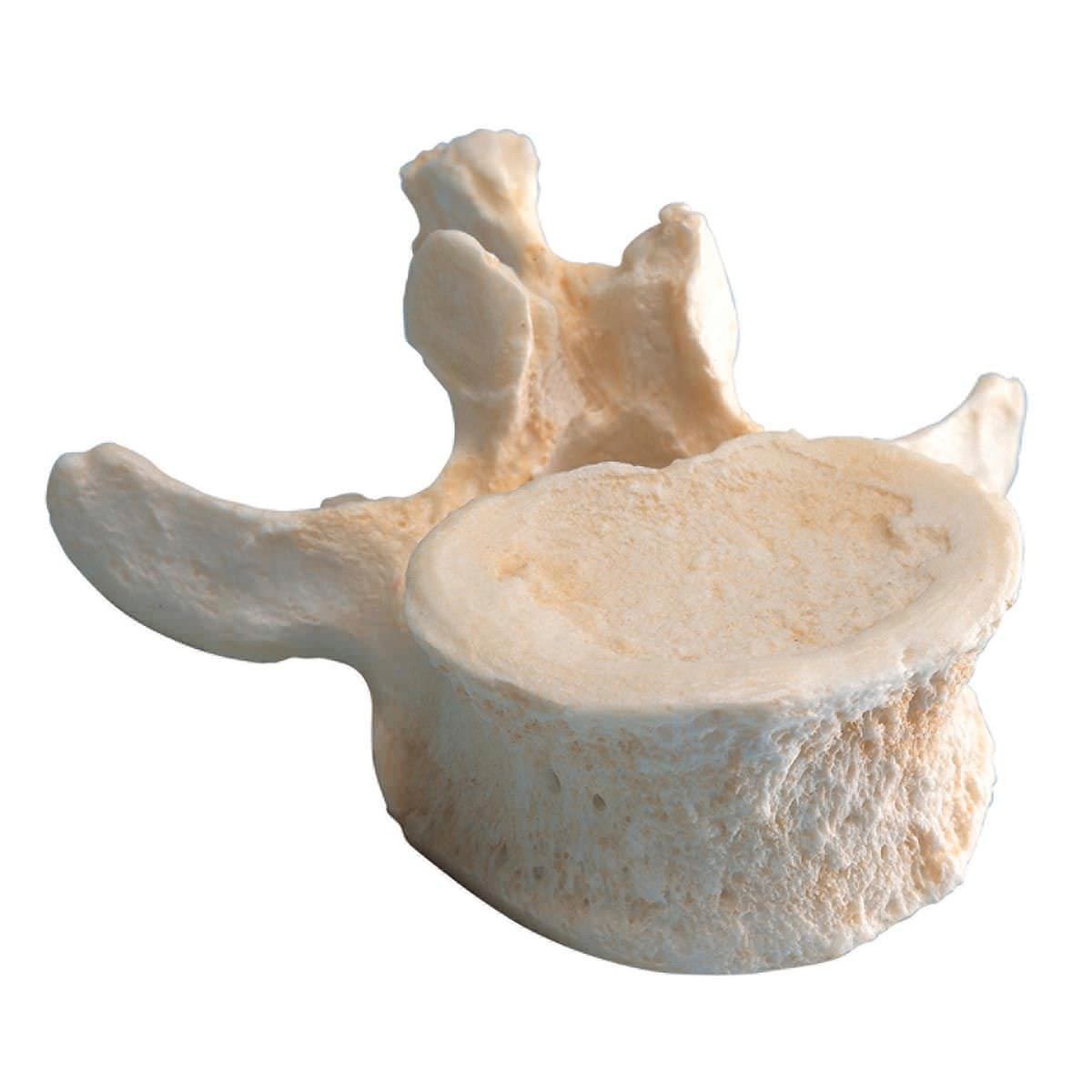 Vertebra anatomical model A792 3B Scientific