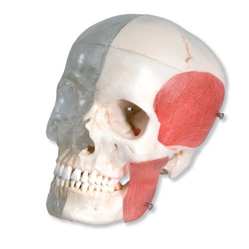 Skull anatomical model / articulated / semi-transparent A282 3B Scientific