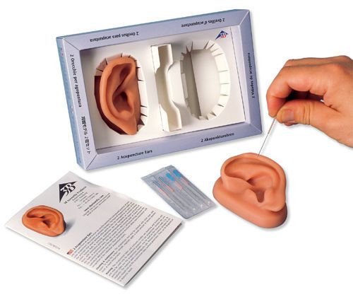 Ear anatomical model / acupuncture N15 3B Scientific