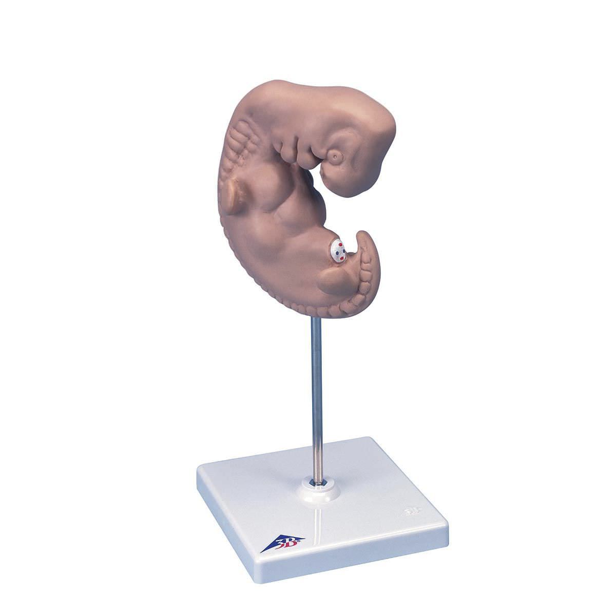 Embryo anatomical model L15 3B Scientific