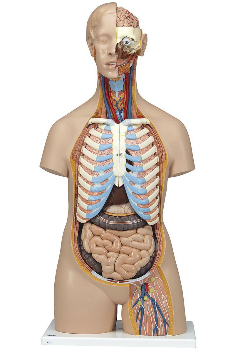 Torso anatomical model / unisex B17 3B Scientific