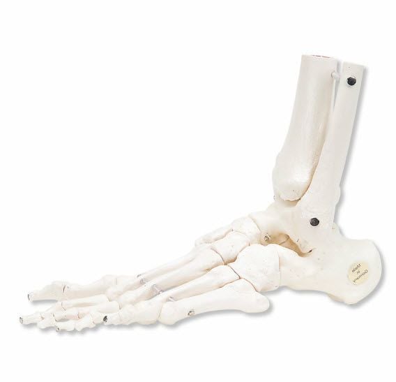 Foot anatomical model / skeleton / tibia A31/1L 3B Scientific