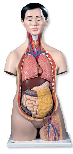 Torso anatomical model / dual-sex B32/1 3B Scientific