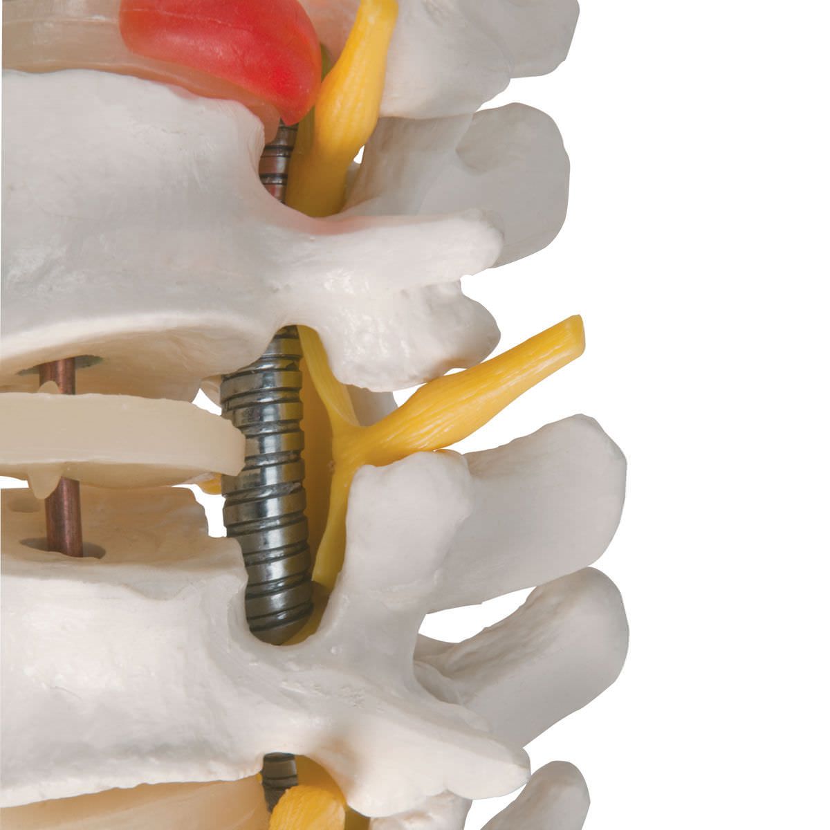 Vetebral column anatomical model / flexible A59/1 3B Scientific