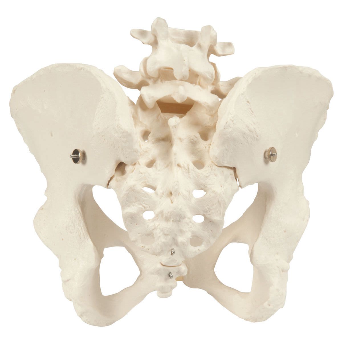 Pelvis anatomical model / with sacrum / skeleton / female A61 3B Scientific