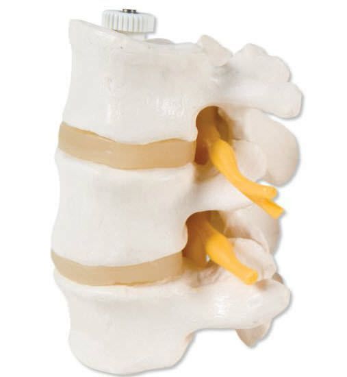 Lumbar vertebra anatomical model A76/8 3B Scientific