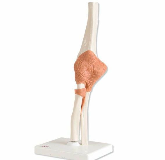 Elbow anatomical model / joints A83 3B Scientific