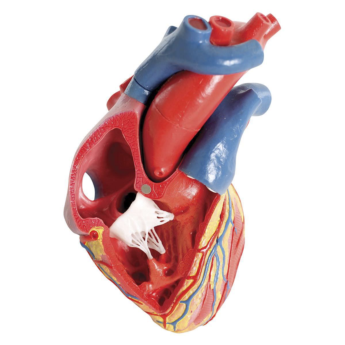 Heart anatomical model G01 3B Scientific