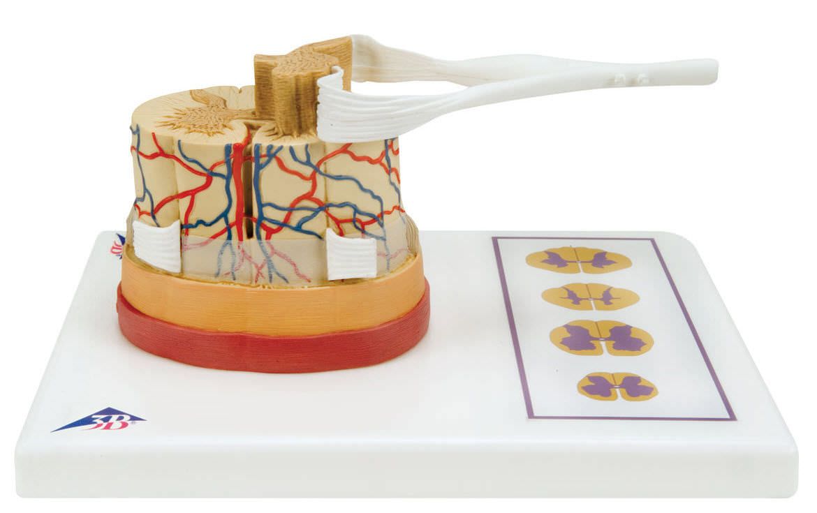 Spinal cord anatomical model C41 3B Scientific