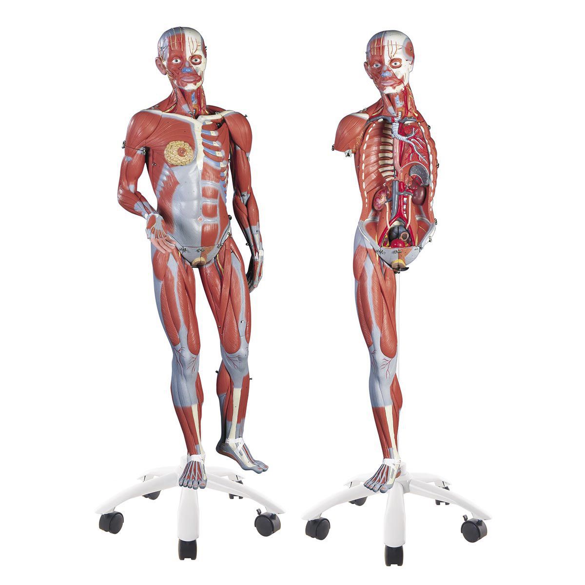 Muscular anatomical model / dual-sex B50 3B Scientific