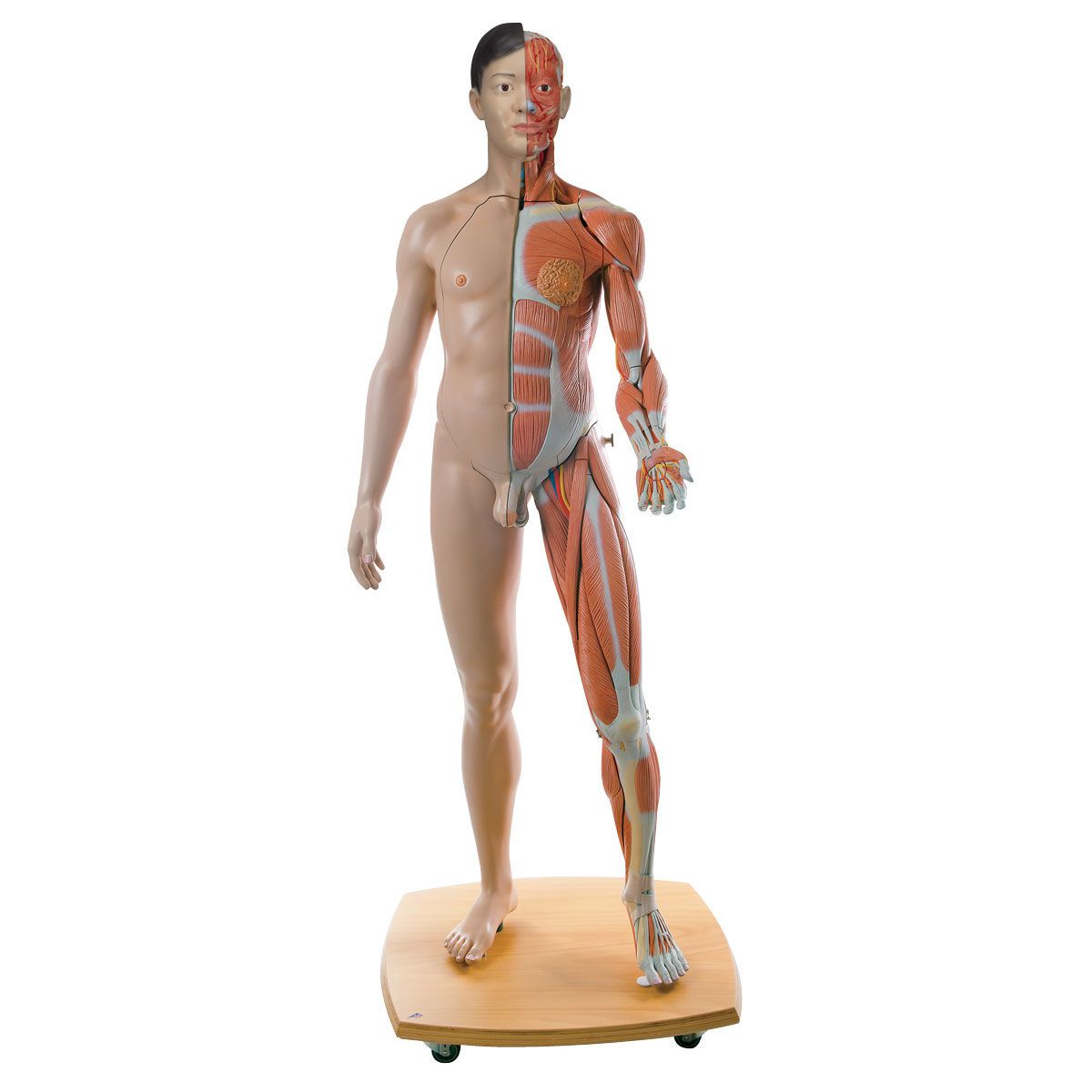 Muscular anatomical model / dual-sex B52 3B Scientific