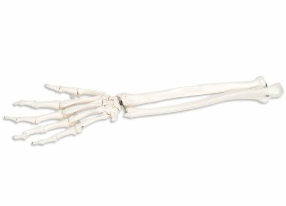 Hand anatomical model / ulna / radius / skeleton A40/3R 3B Scientific