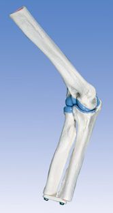 Joints anatomical model / elbow / miniature A87 3B Scientific