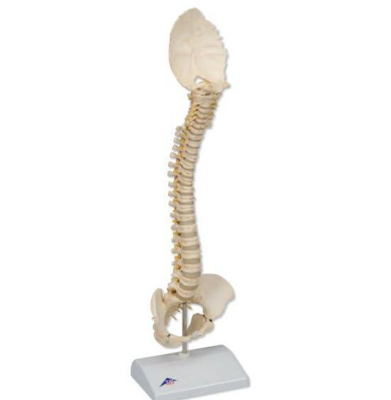 Vetebral column anatomical model / flexible A52 3B Scientific