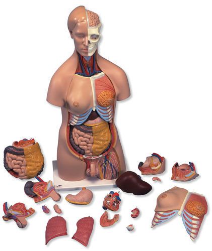 Torso anatomical model / dual-sex B32 3B Scientific