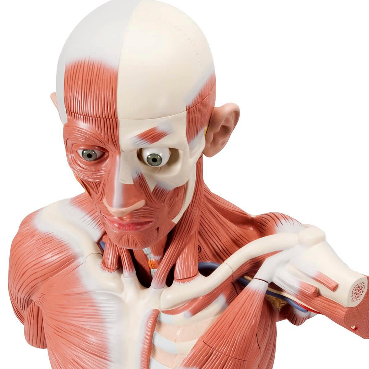 Muscular anatomical model / male VA01 3B Scientific