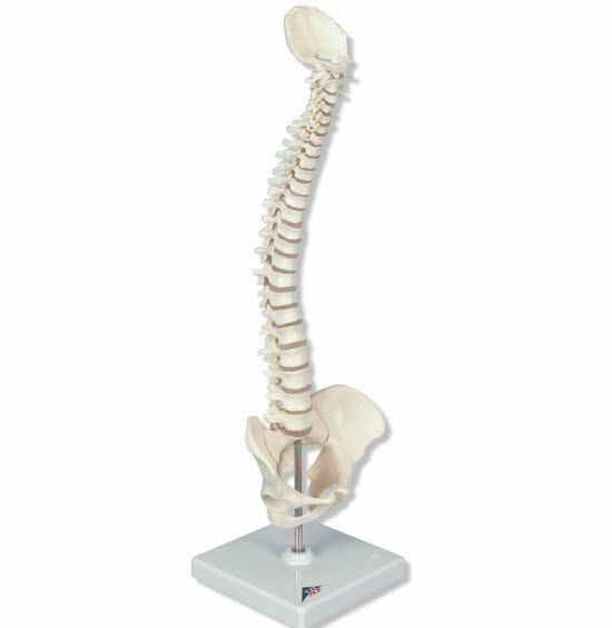 Vetebral column anatomical model / flexible A18/20 3B Scientific