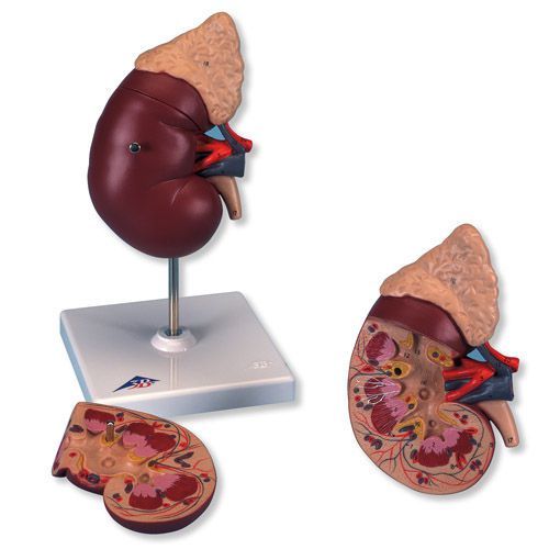 Anatomical model with adrenal gland / kidney K12 3B Scientific