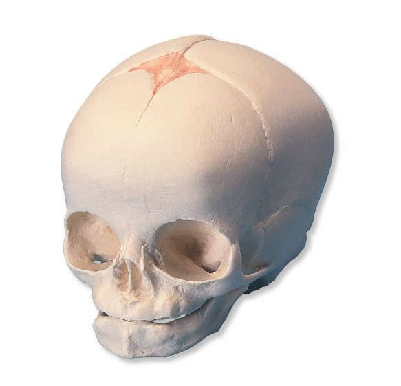 Skull anatomical model / fetus / articulated A25 3B Scientific