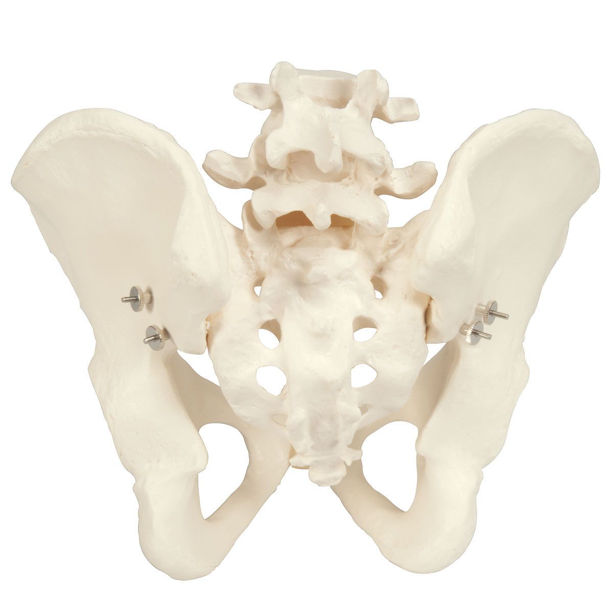 Pelvis anatomical model / with sacrum / skeleton / male A60 3B Scientific