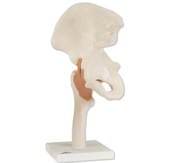 Joints anatomical model / hip A81 3B Scientific