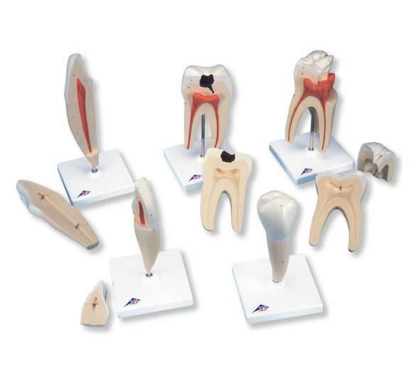 Tooth anatomical model D10 3B Scientific