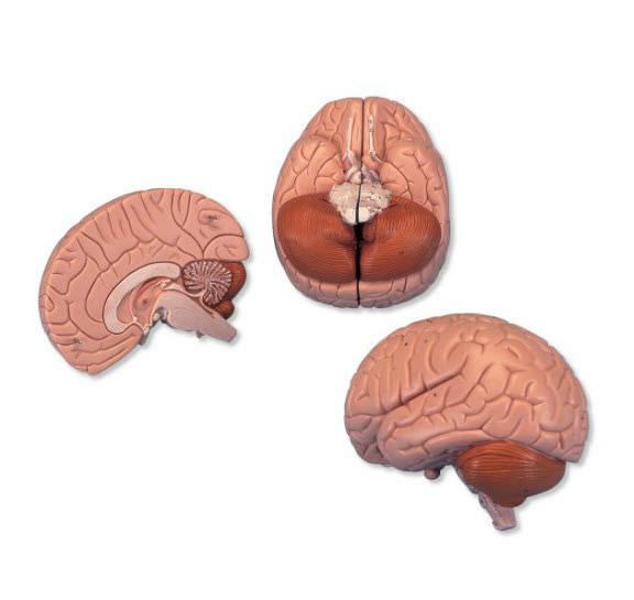 Brain anatomical model C15 3B Scientific