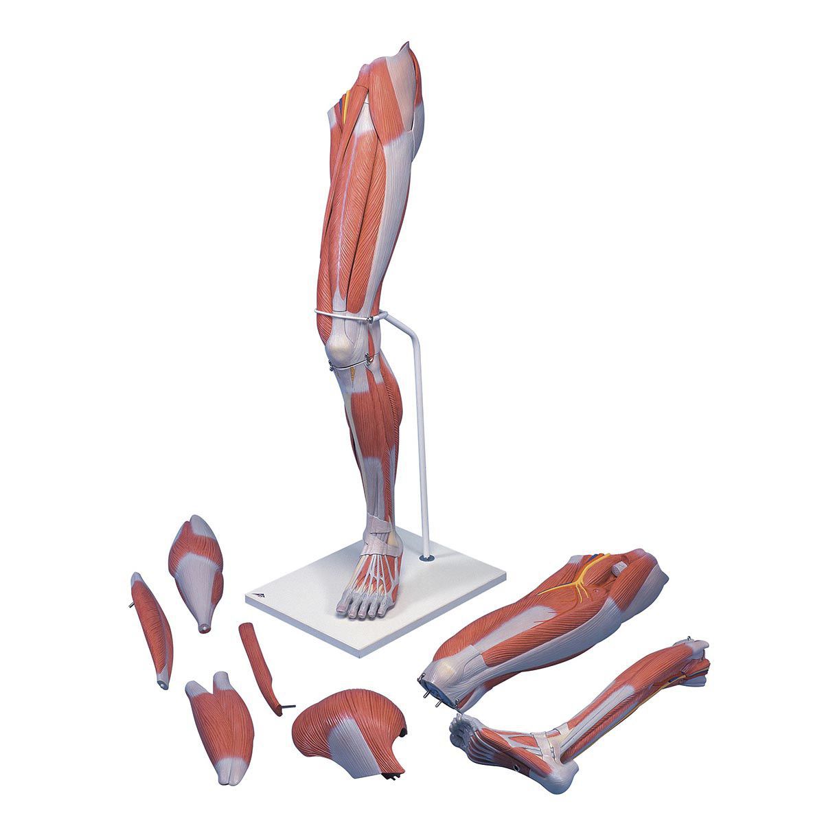 Leg anatomical model M21 3B Scientific