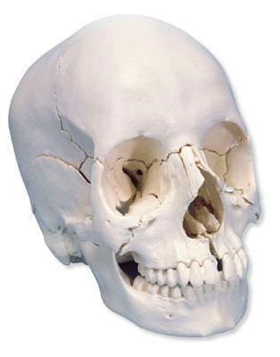 Skull anatomical model / articulated A290 3B Scientific