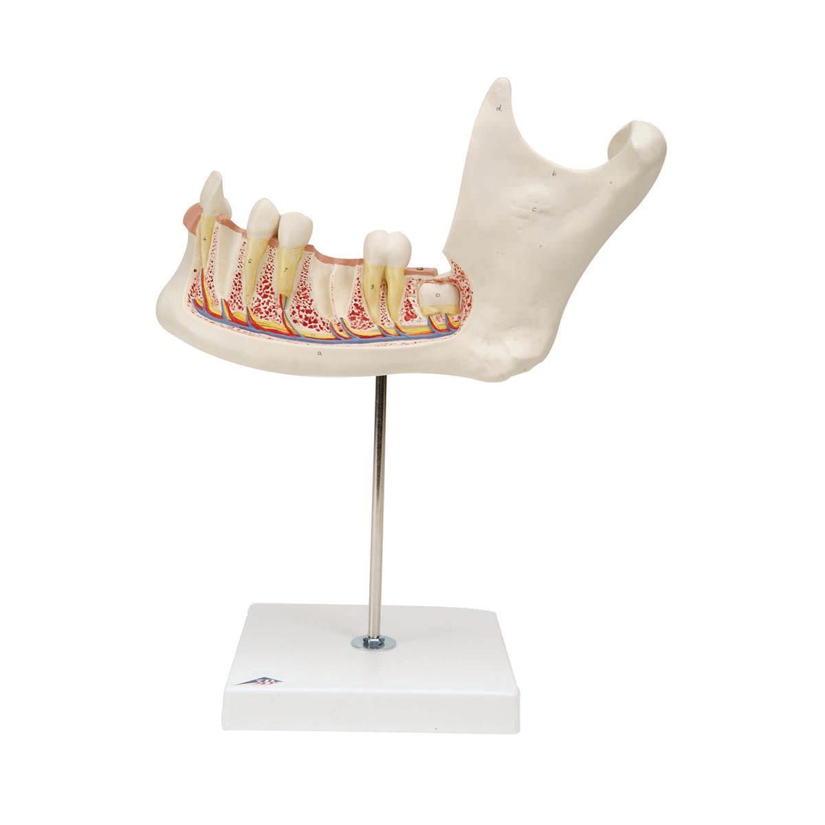 Mandible anatomical model D25 3B Scientific