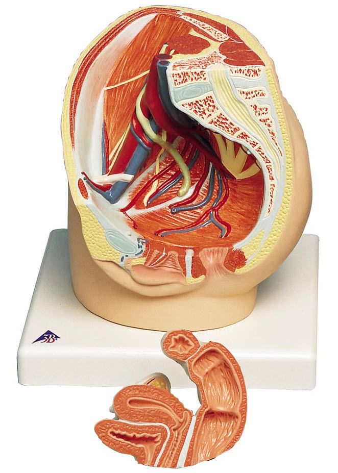 Pelvis anatomical model / female VG366 3B Scientific