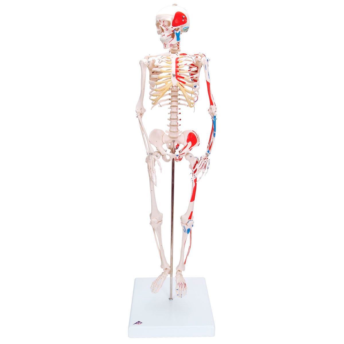 Skeleton anatomical model / miniature A18/5 3B Scientific