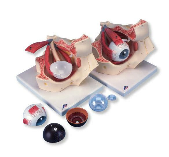 Eye anatomical model / with orbit F13 3B Scientific