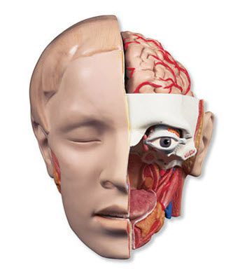 Head anatomical model C09/1 3B Scientific