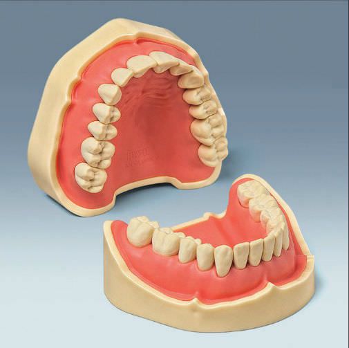 Denture anatomical model ANA-4 V CER frasaco