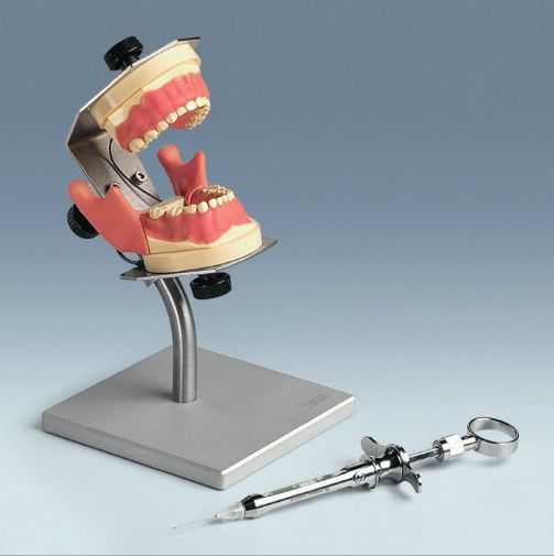 Denture anatomical model / child AK-6/2 IB HA frasaco